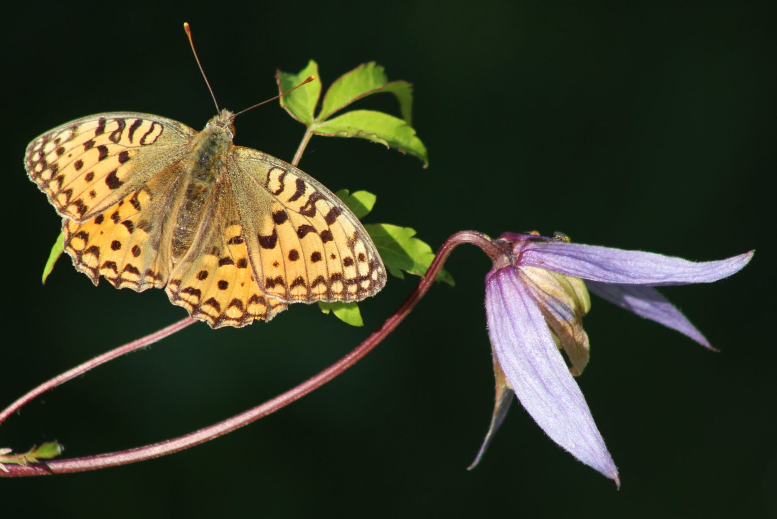 Valokuvaaja: Päivi Salonen