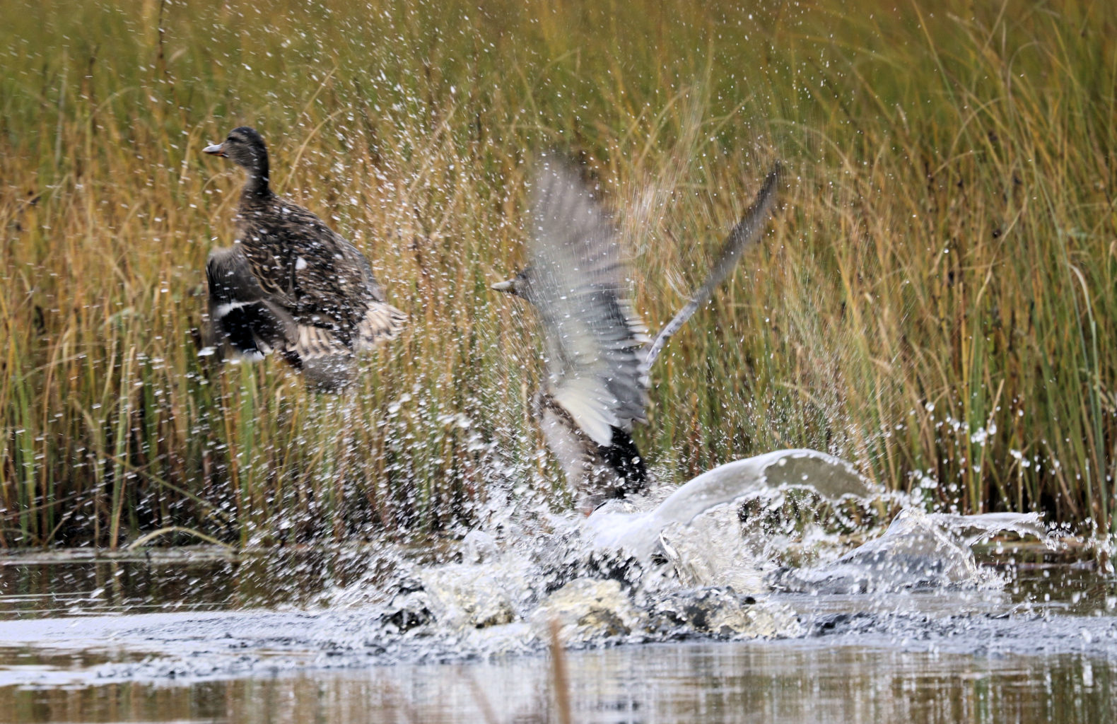 Valokuvaaja: Ahti Keränen Valokuvaaja: Ahti Keränen