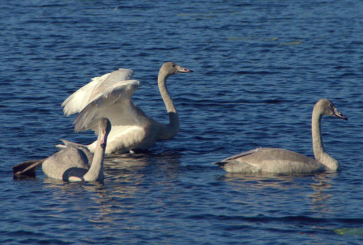 Valokuvaaja: Sirpa Jyske