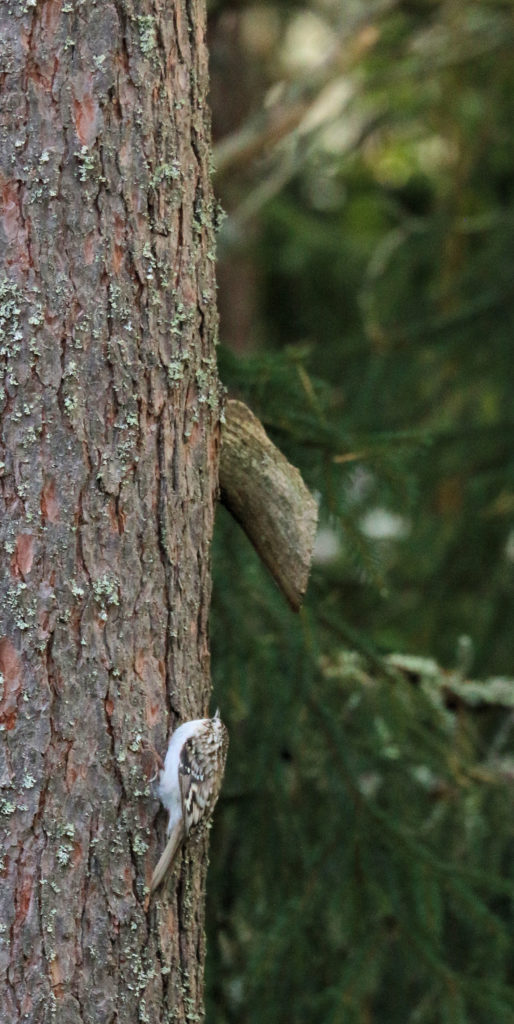 Valokuvaaja: Ahti Keränen