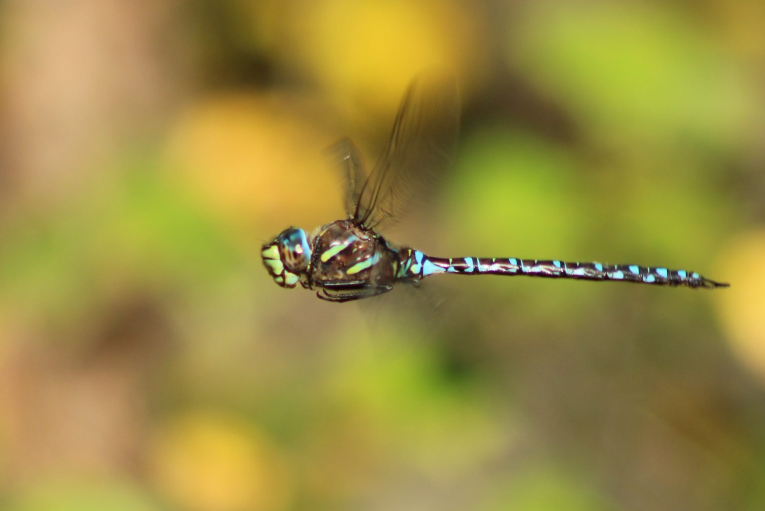 Valokuvaaja: Päivi Salonen