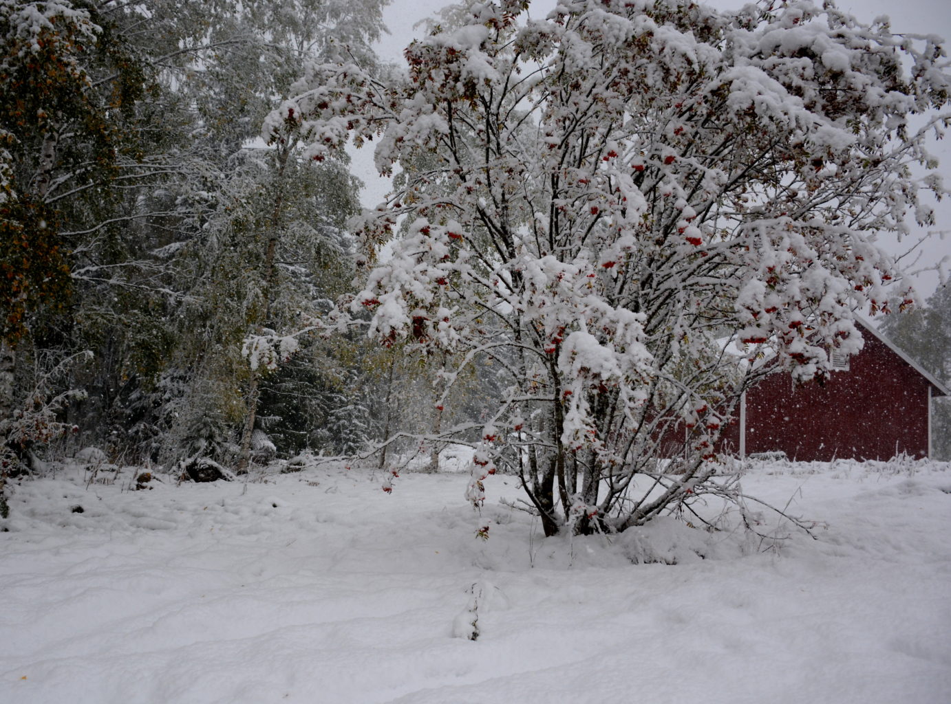 Valokuvaaja: MIKKO T.  SAVOLAINEN