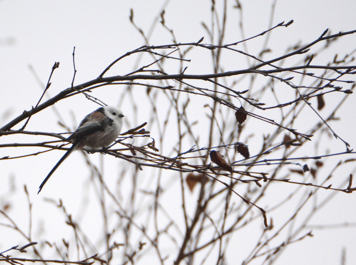 Valokuvaaja: MIKKO T.  SAVOLAINEN