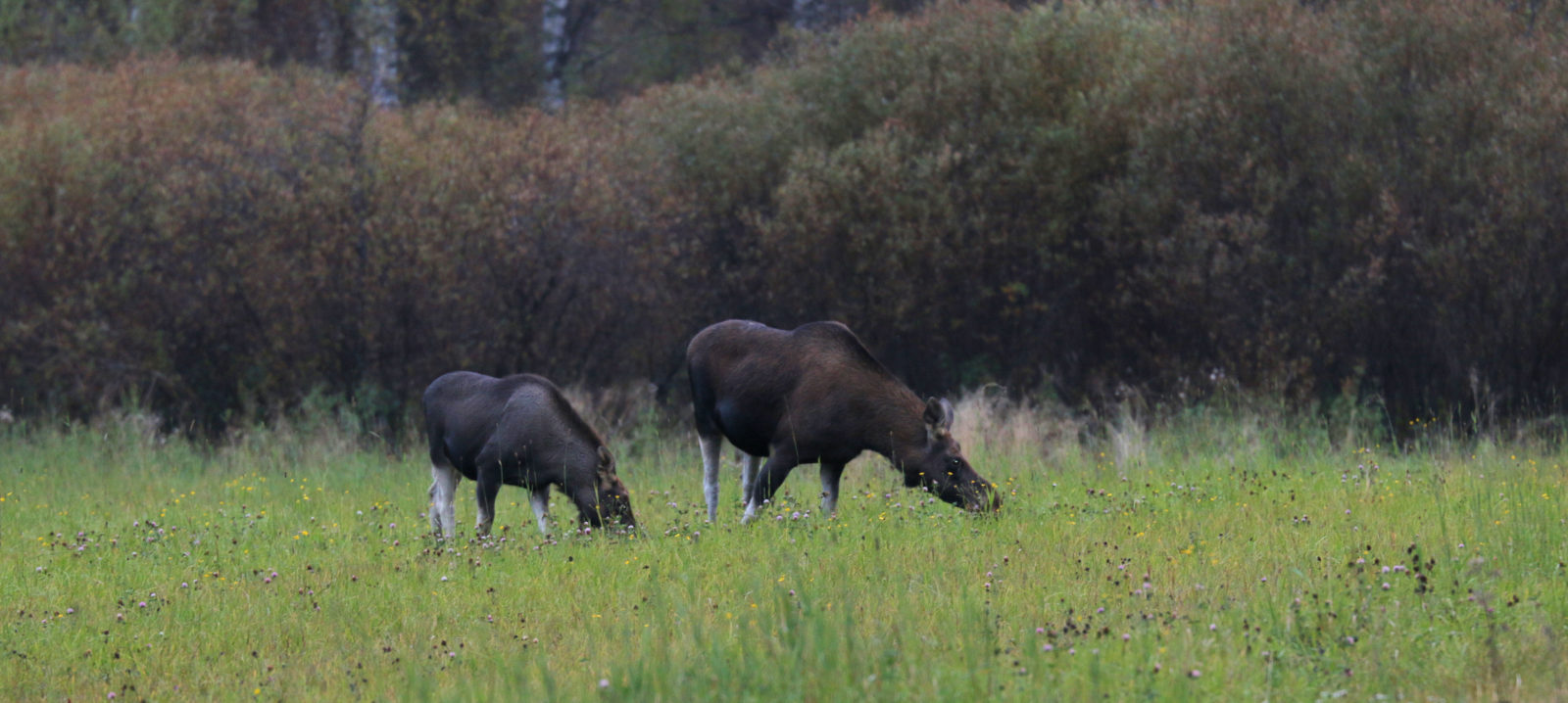 Valokuvaaja: Ahti Keränen