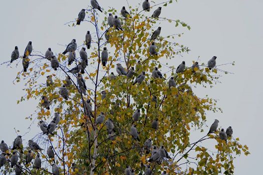 Valokuvaaja: mikko savolainen