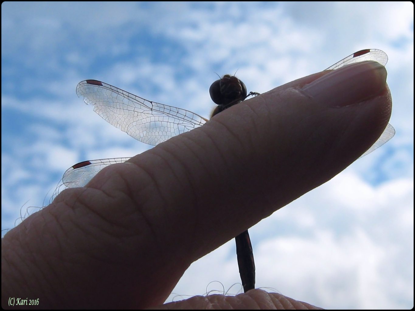 Valokuvaaja: Kari Saarinen