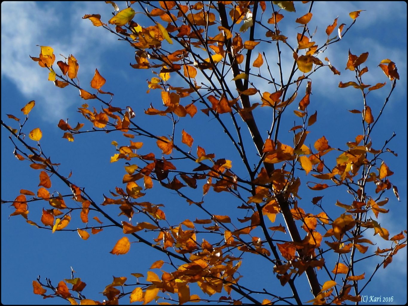 Valokuvaaja: Kari Saarinen