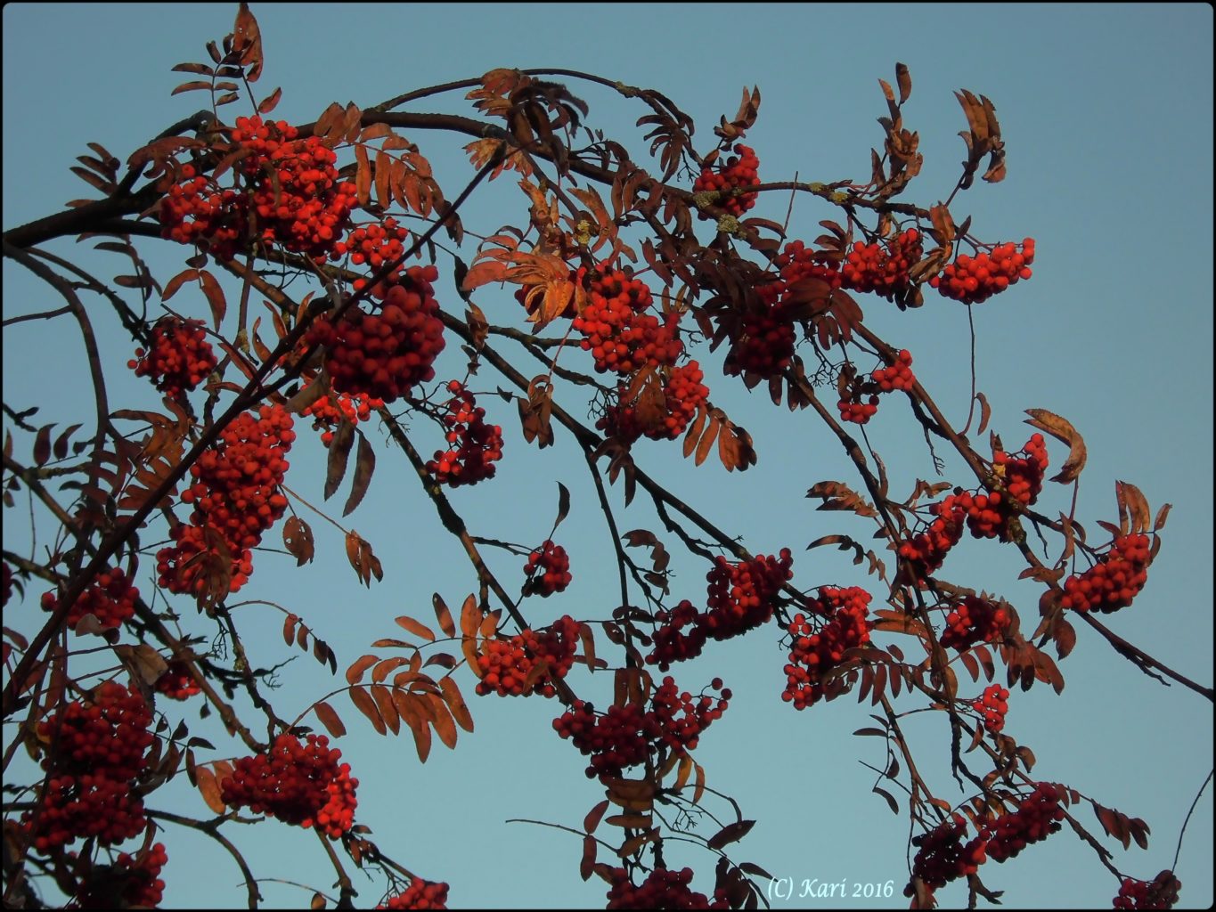 Valokuvaaja: Kari Saarinen