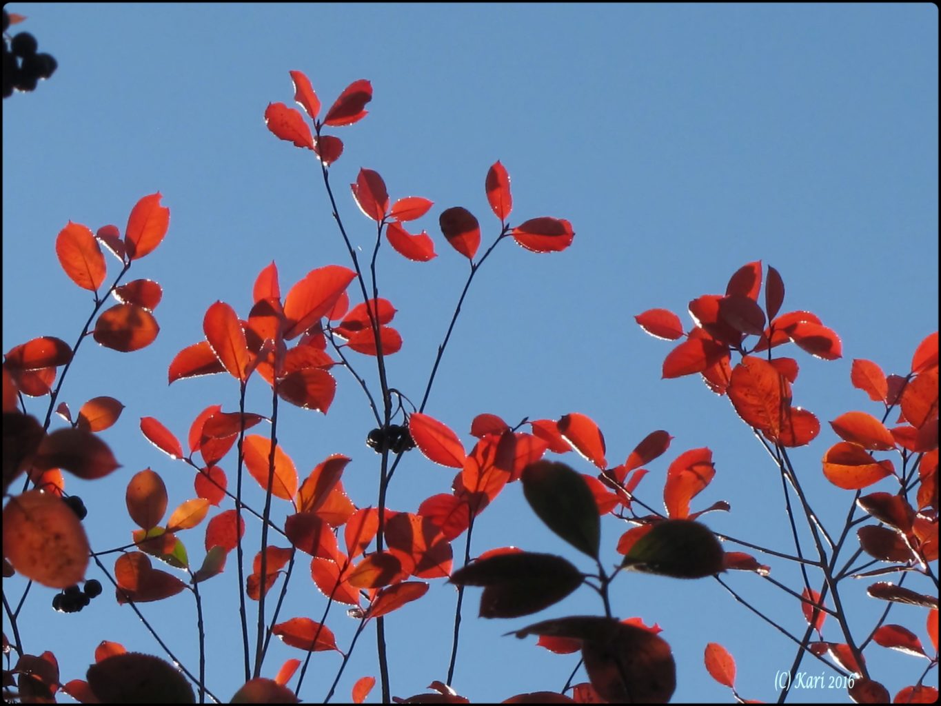 Valokuvaaja: Kari Saarinen