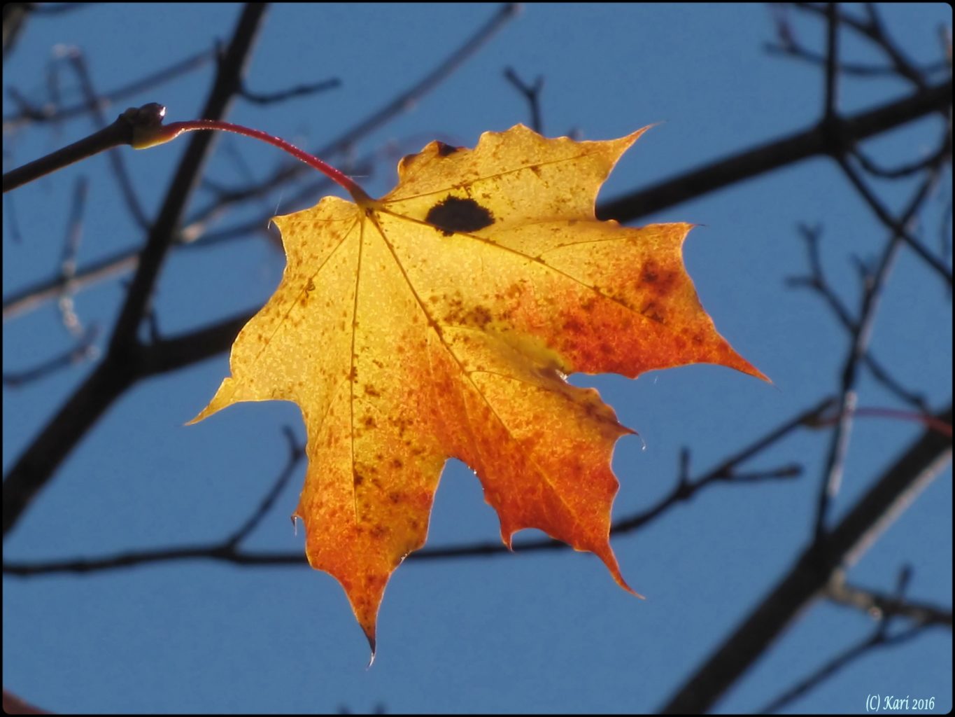 Valokuvaaja: Kari Saarinen