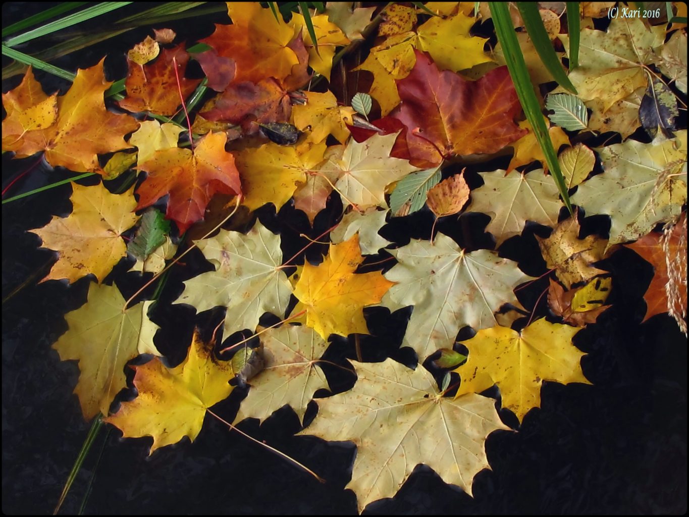 Valokuvaaja: Kari Saarinen