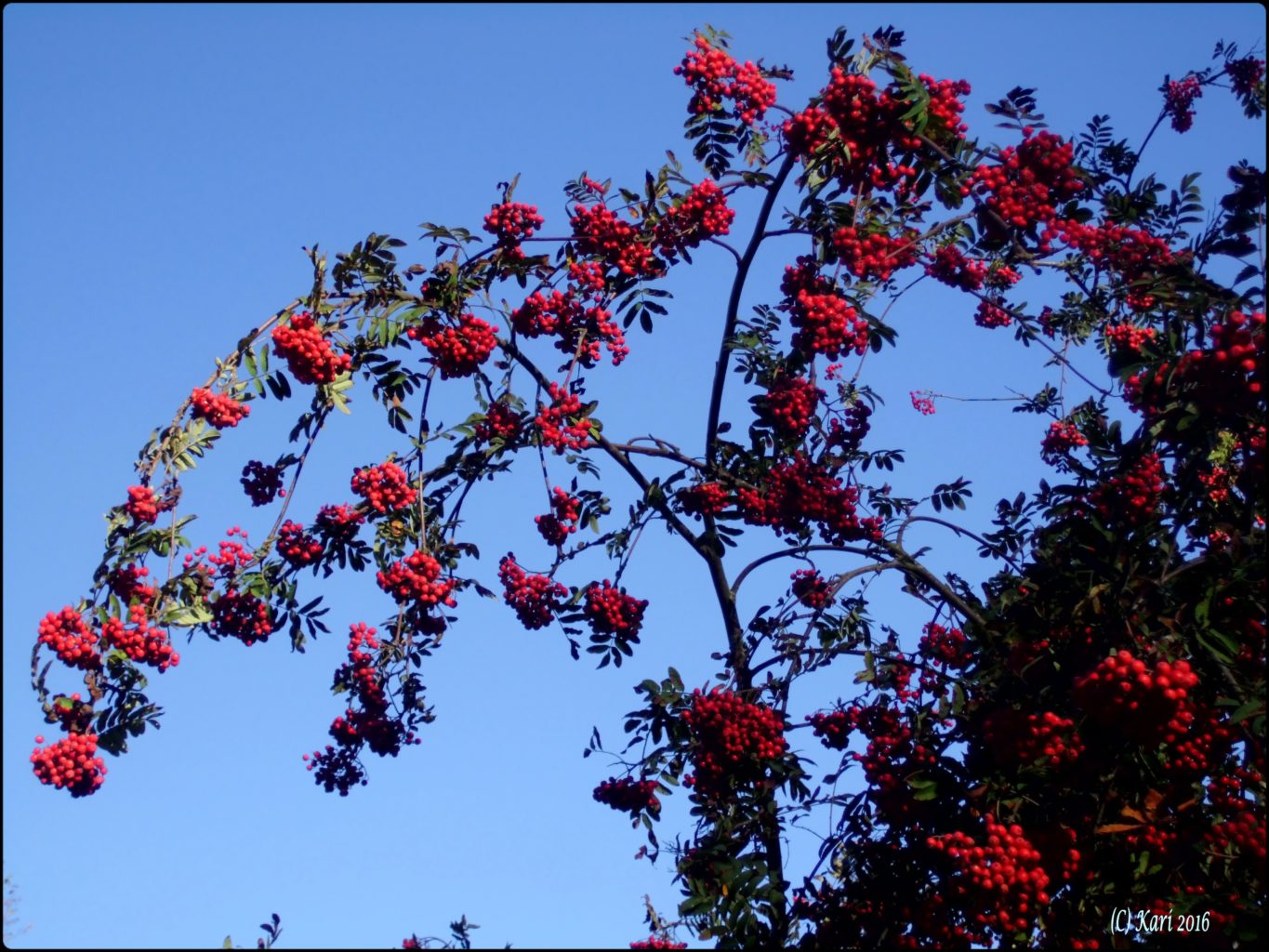 Valokuvaaja: Kari Saarinen