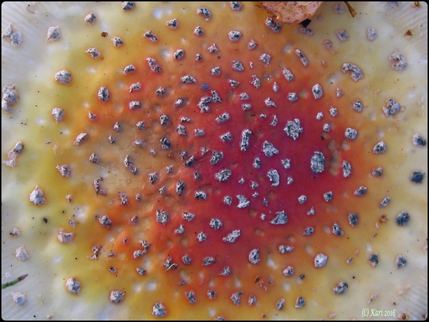 Valokuvaaja: Kari Saarinen