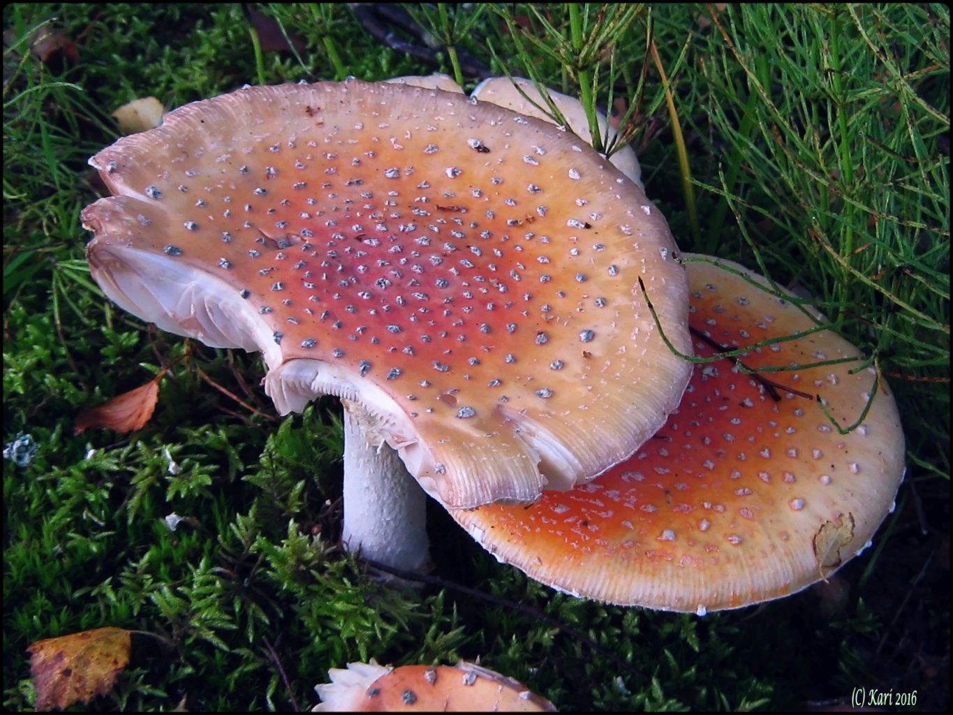 Valokuvaaja: Kari Saarinen