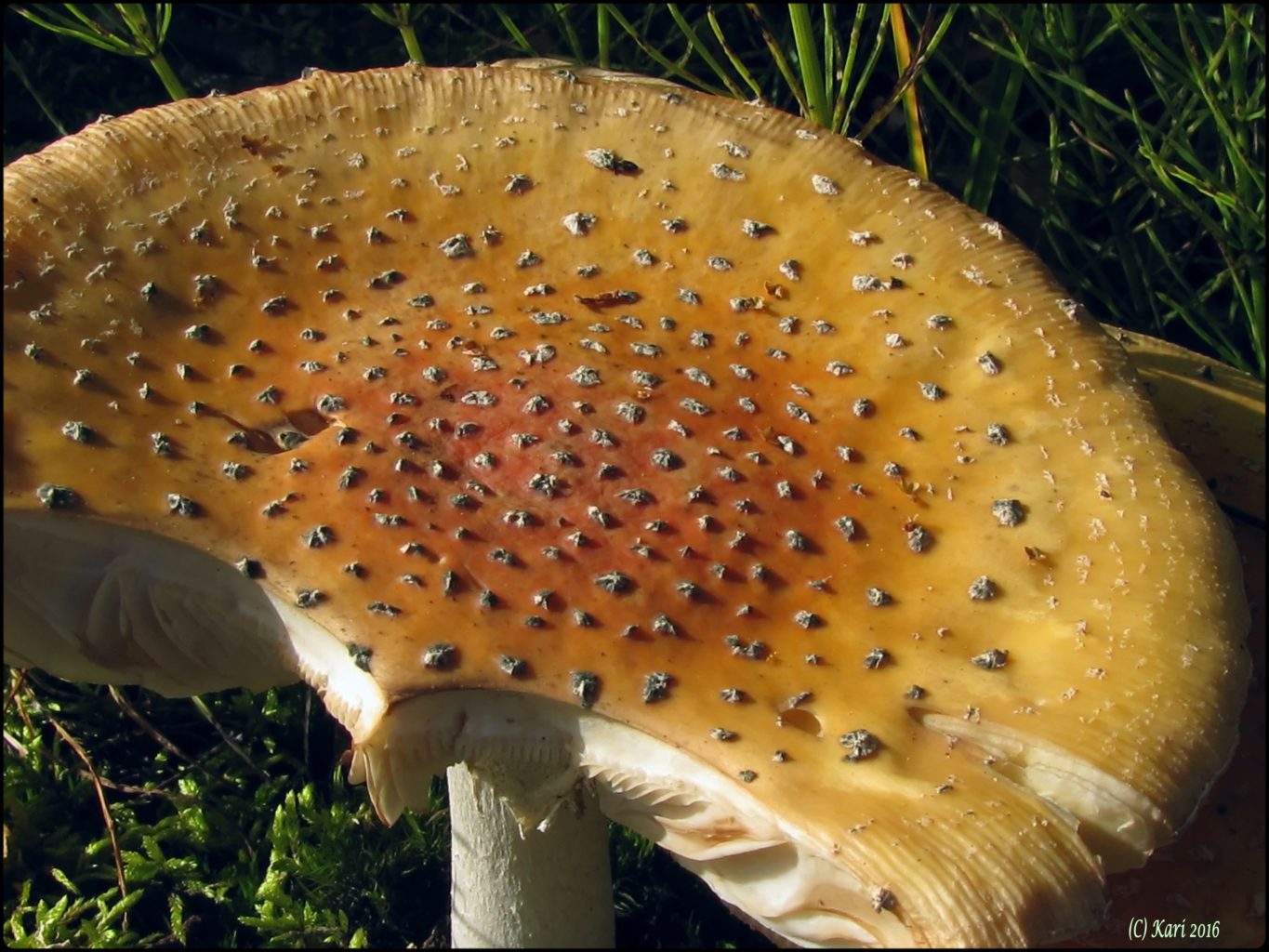 Valokuvaaja: Kari Saarinen