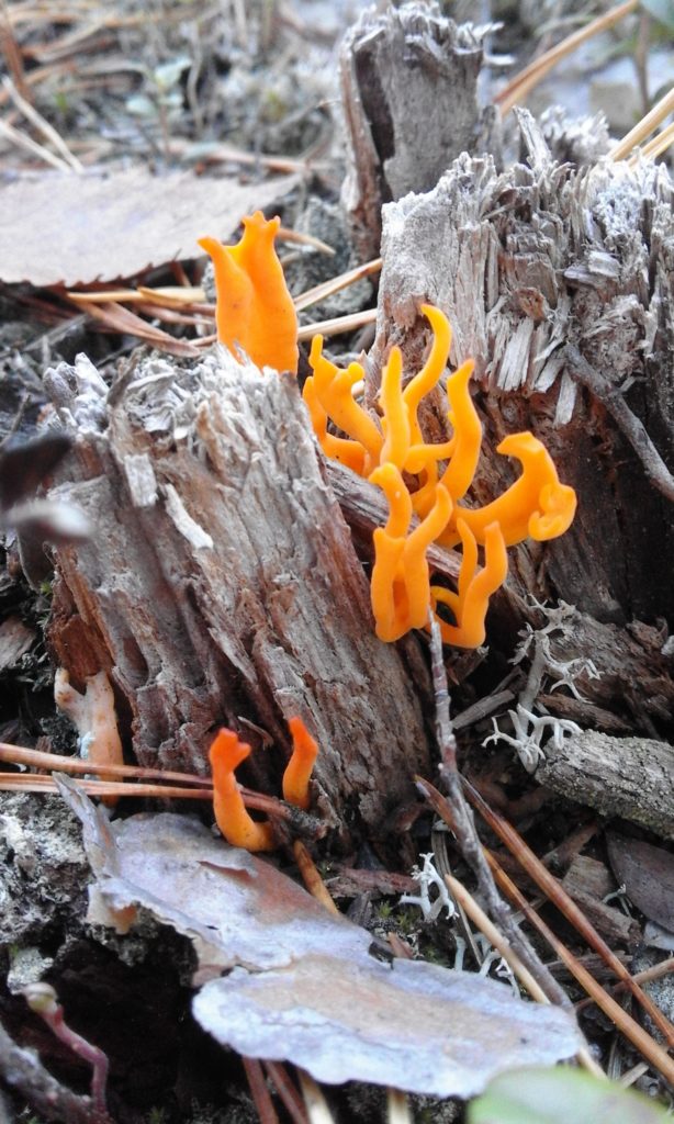 Valokuvaaja: tanja koljonen