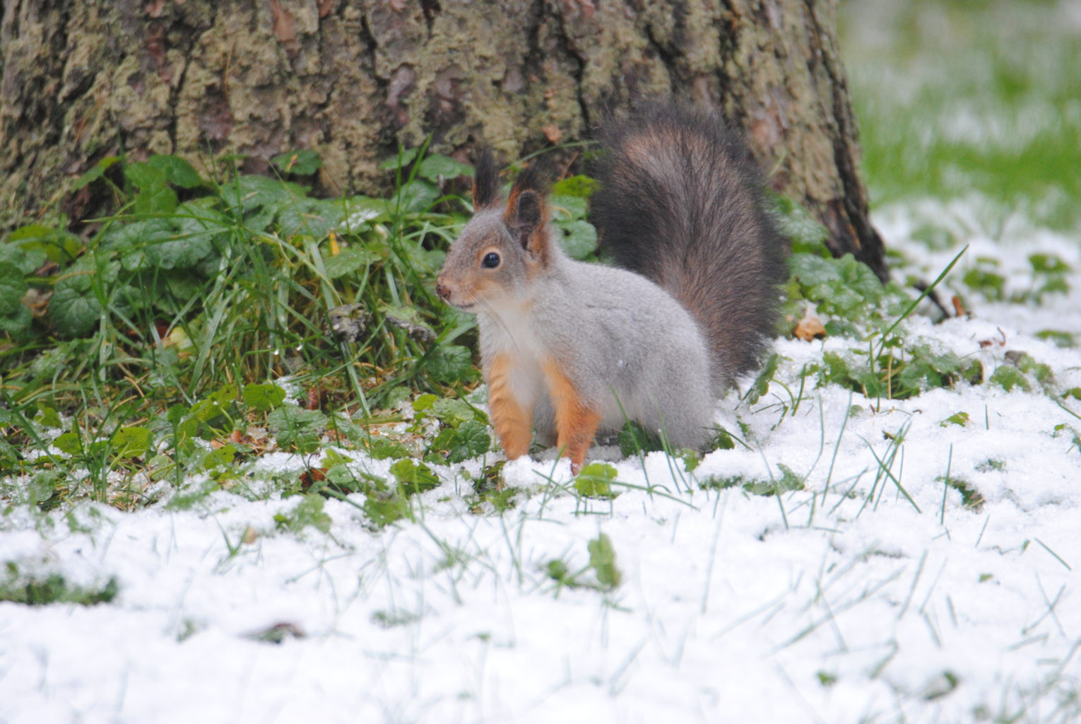 Valokuvaaja: tanja koljonen