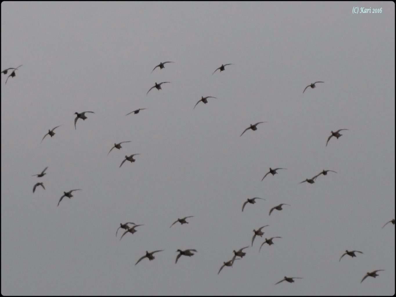 Valokuvaaja: Kari Saarinen