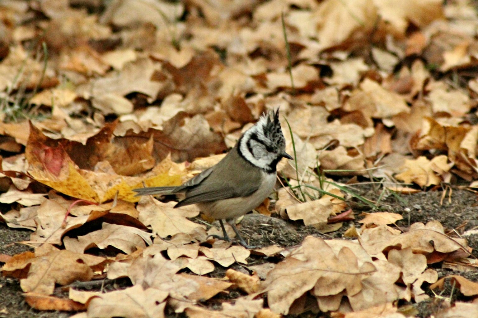 Valokuvaaja: Miia Pesu