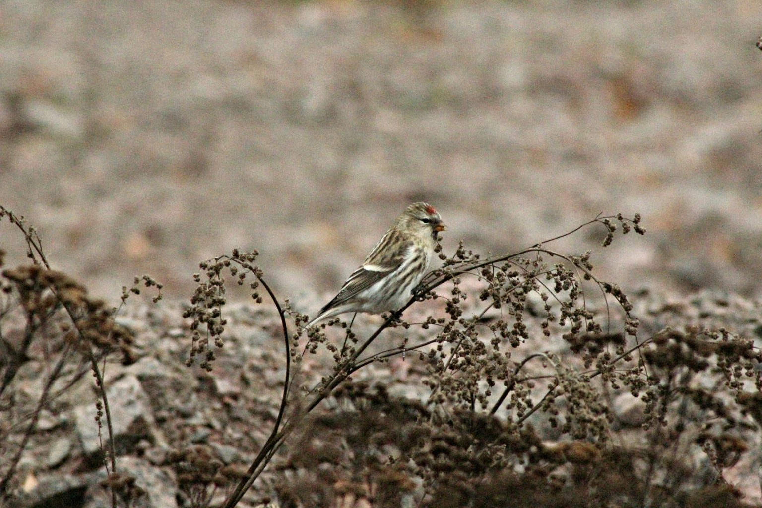 Valokuvaaja: Miia Pesu