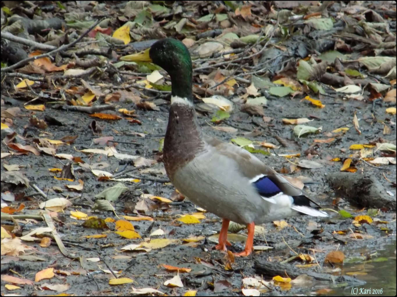 Valokuvaaja: Kari Saarinen