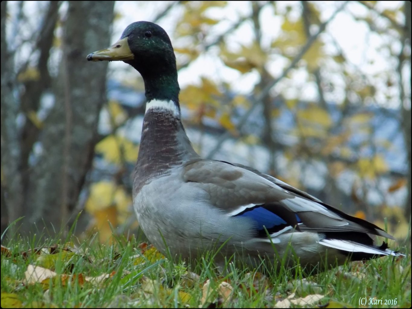 Valokuvaaja: Kari Saarinen