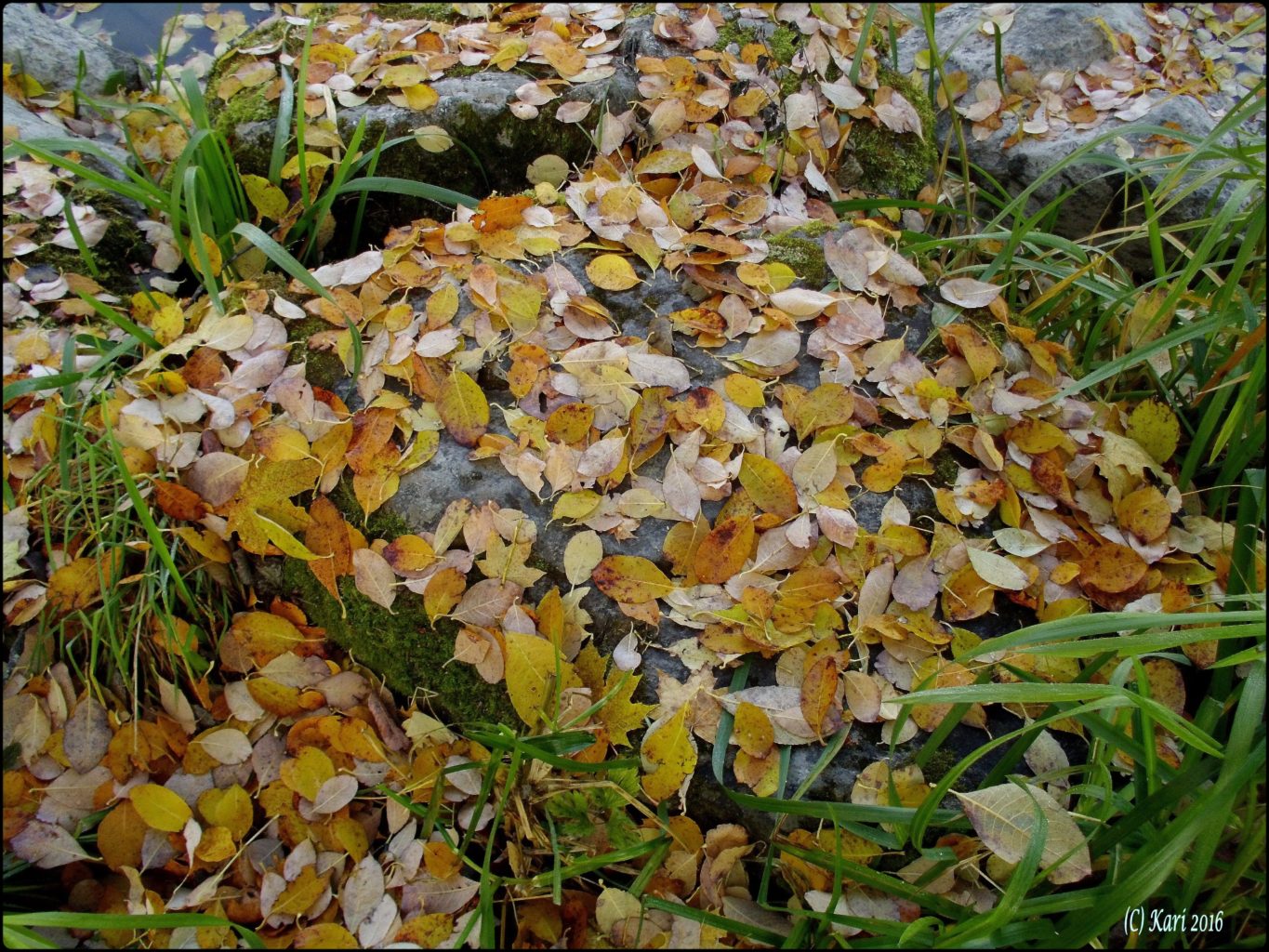 Valokuvaaja: Kari Saarinen