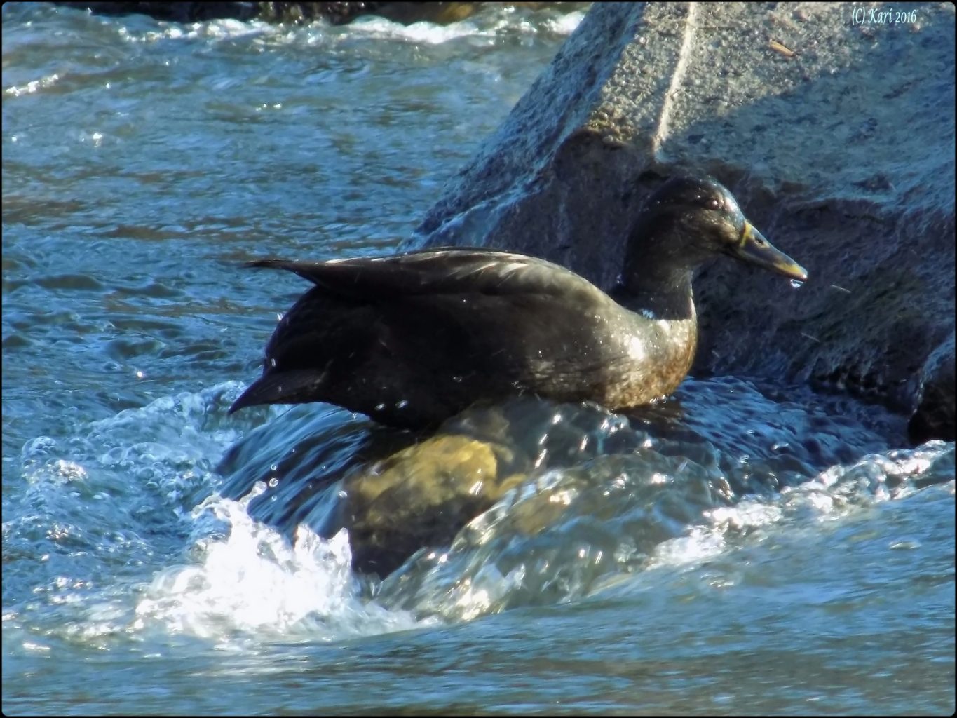 Valokuvaaja: Kari Saarinen