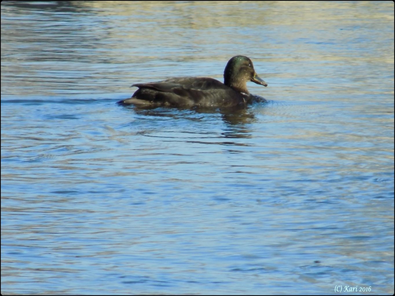Valokuvaaja: Kari Saarinen