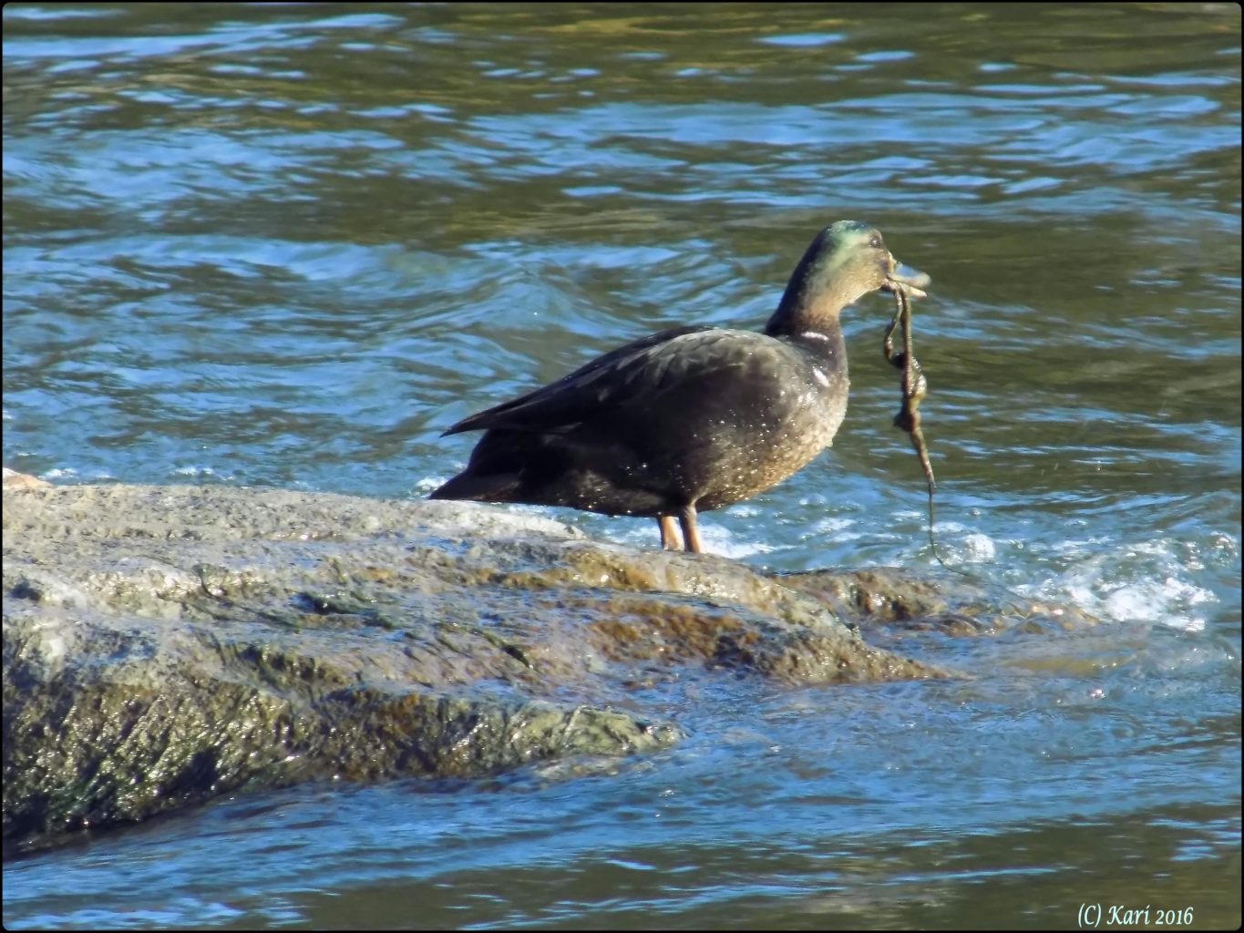 Valokuvaaja: Kari Saarinen