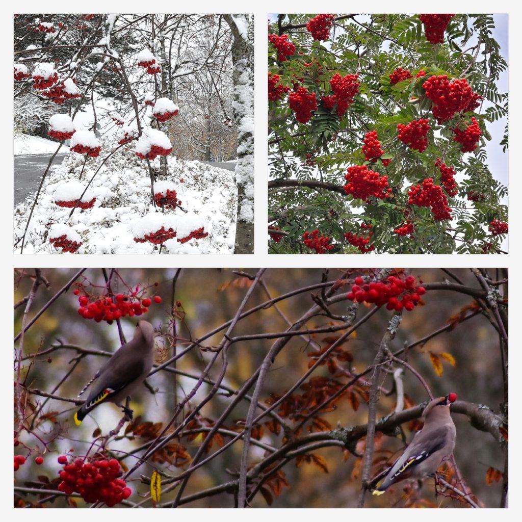 Valokuvaaja: Tuula Makkonen Valokuvaaja: Tuula Makkonen