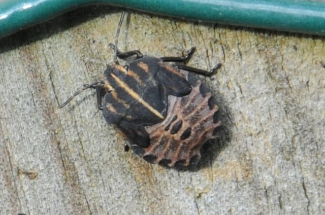 Valokuvaaja: Ella Laakso