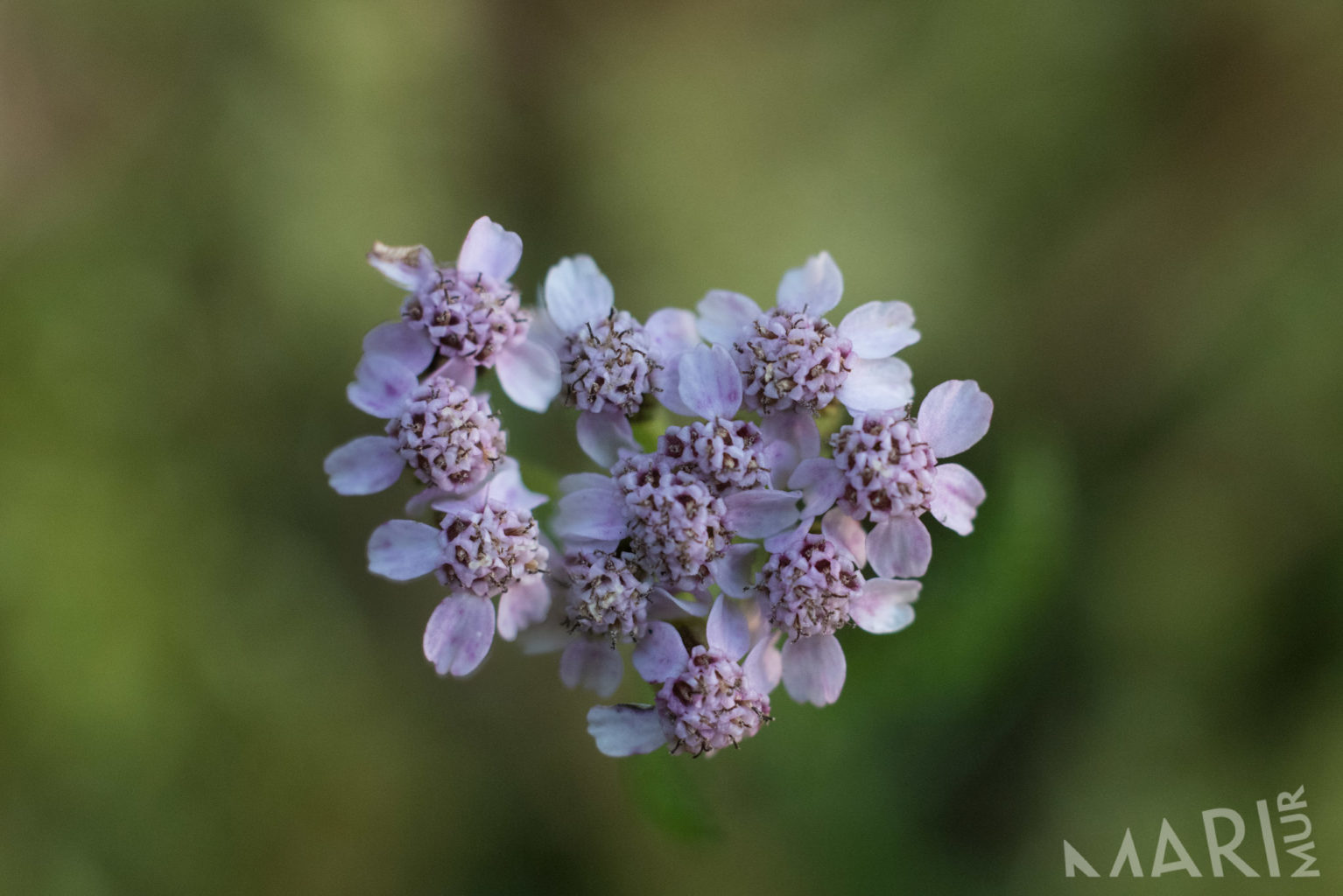 Valokuvaaja: Mari Mur Valokuvaaja: Mari Mur
