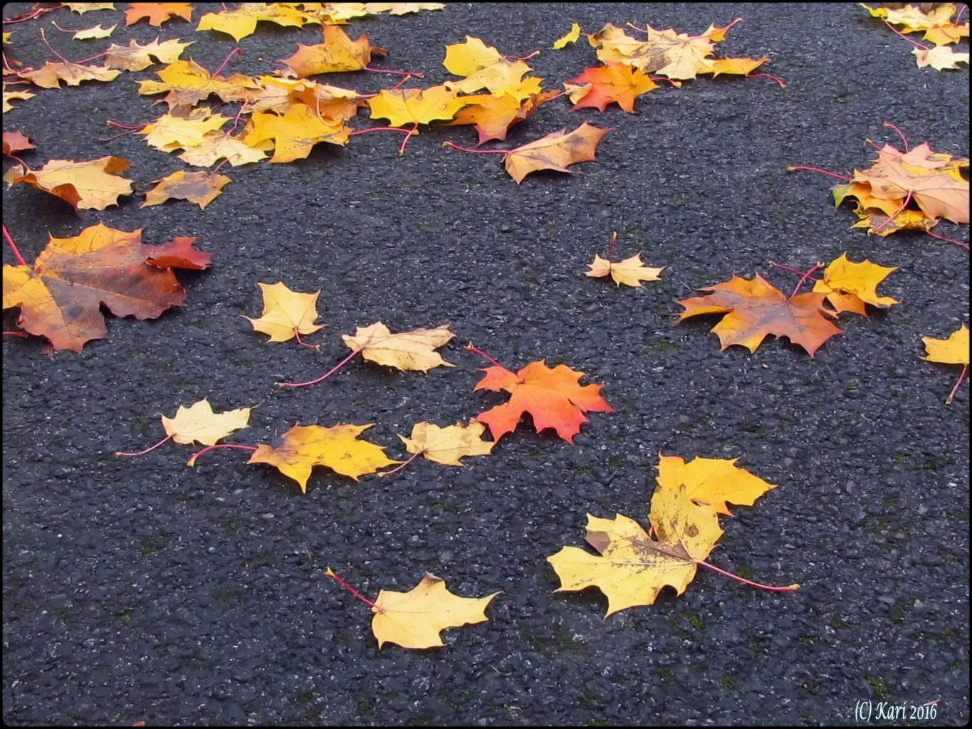 Valokuvaaja: Kari Saarinen