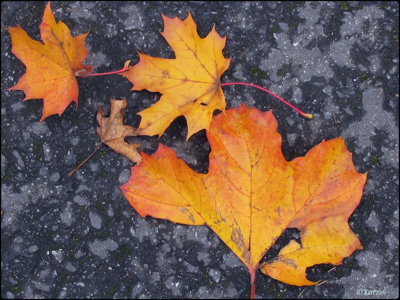 Valokuvaaja: Kari Saarinen