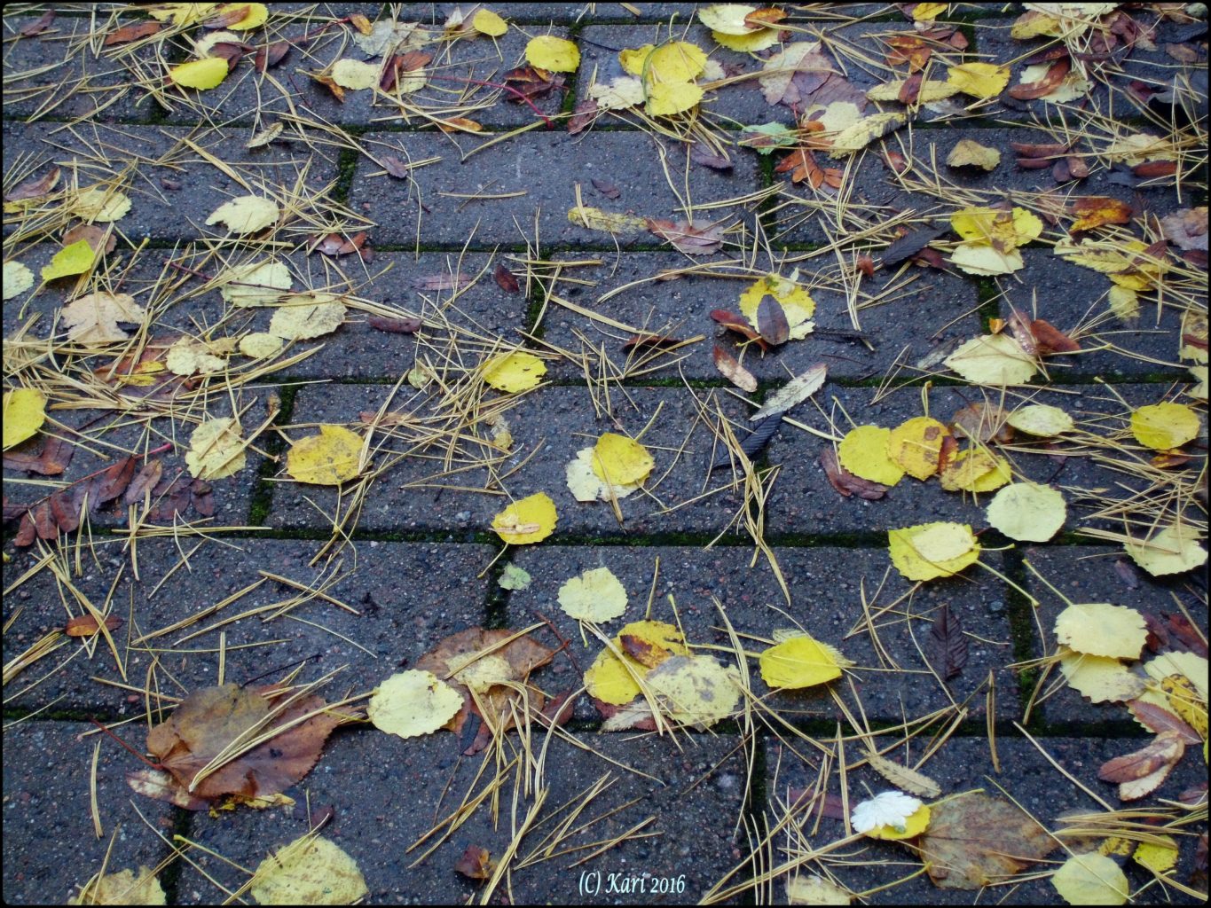 Valokuvaaja: Kari Saarinen