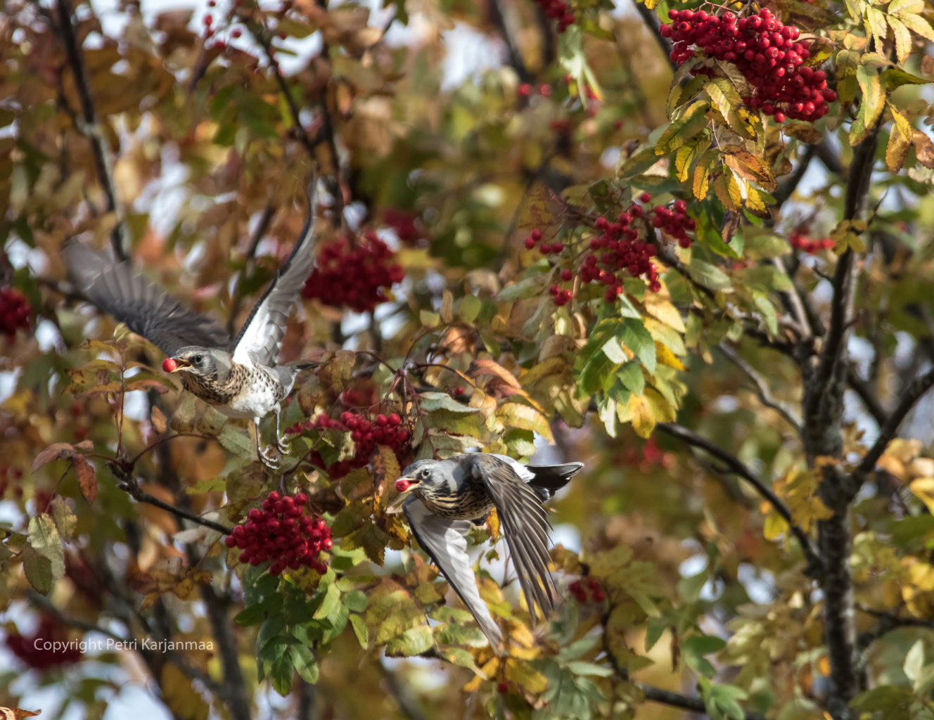 Valokuvaaja: petri karjanmaa