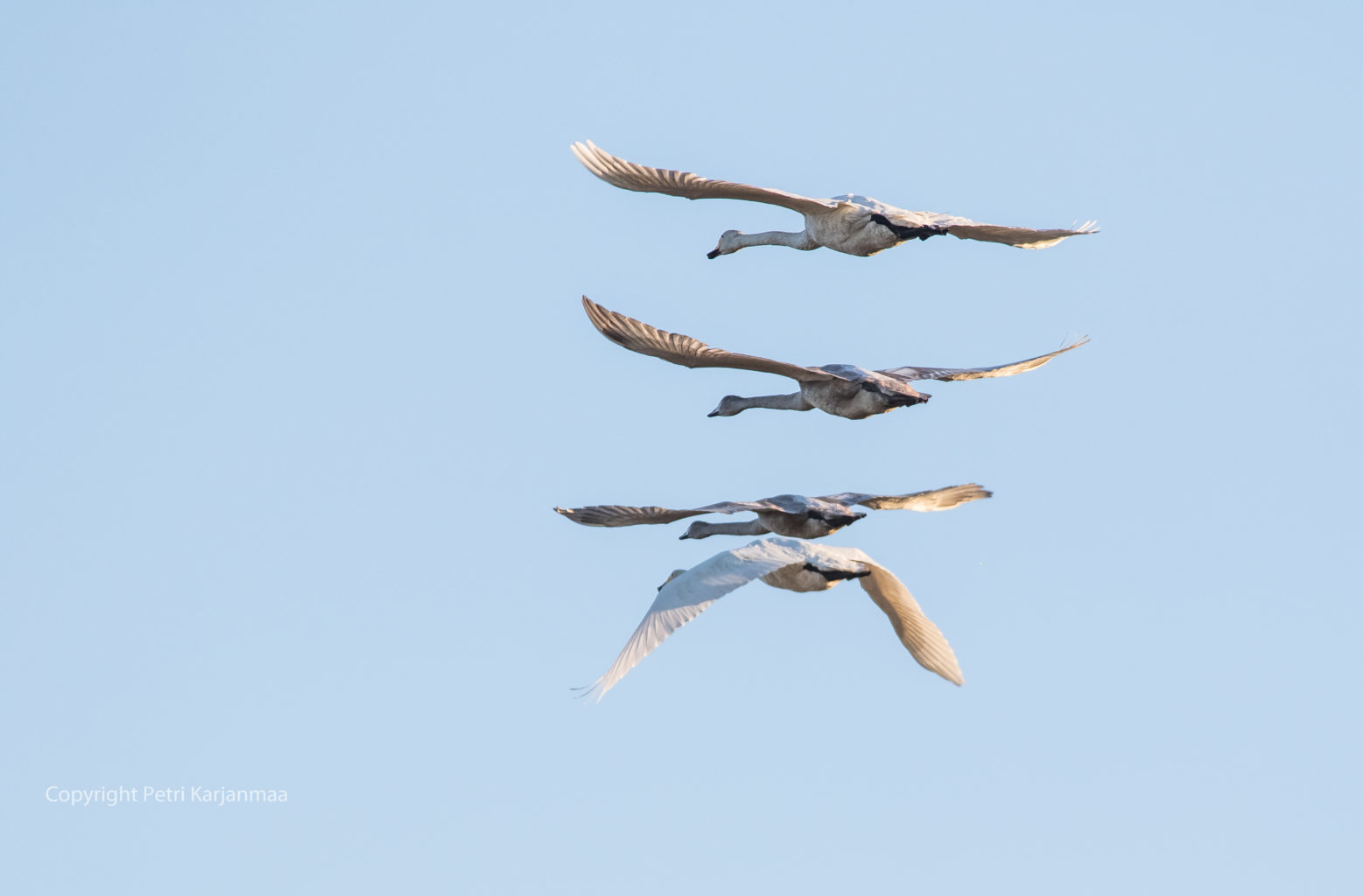 Valokuvaaja: petri karjanmaa