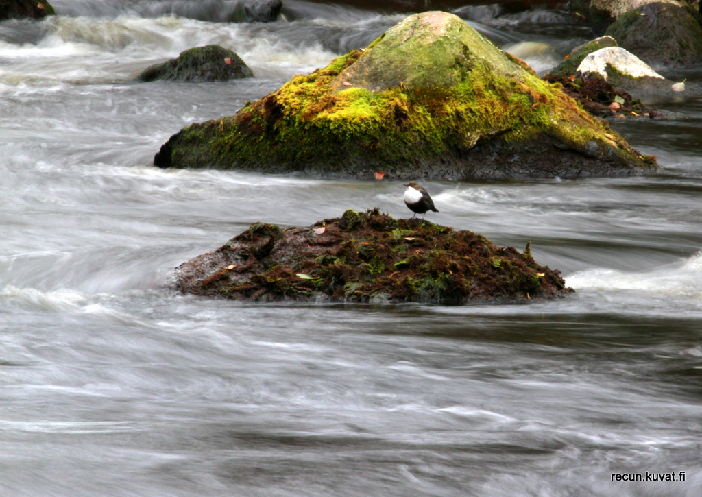 Valokuvaaja: reijo lehtonen