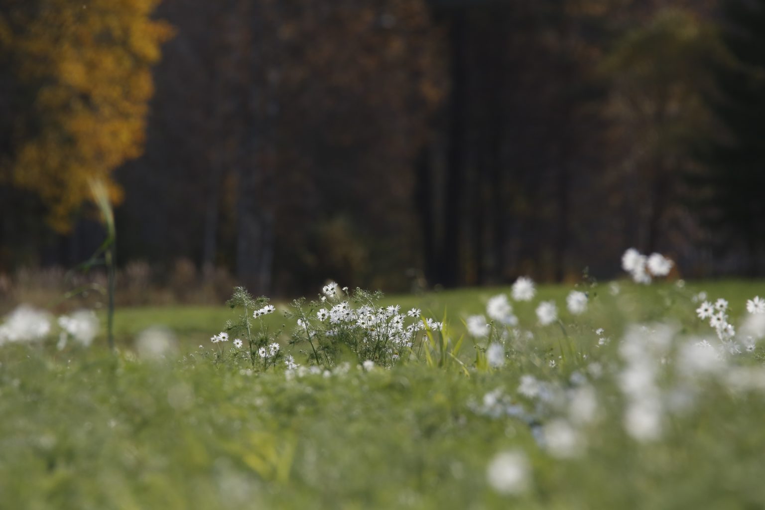 Valokuvaaja: Anne Moilanen