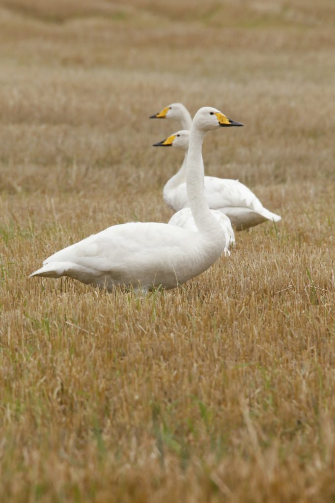 Valokuvaaja: Anne Moilanen