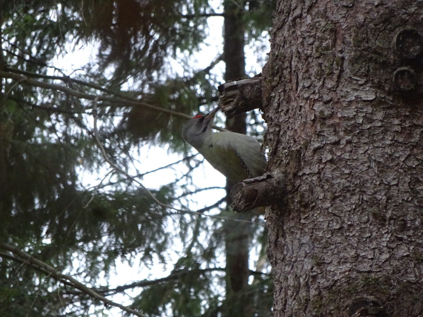 Valokuvaaja: Anja Mustamaa