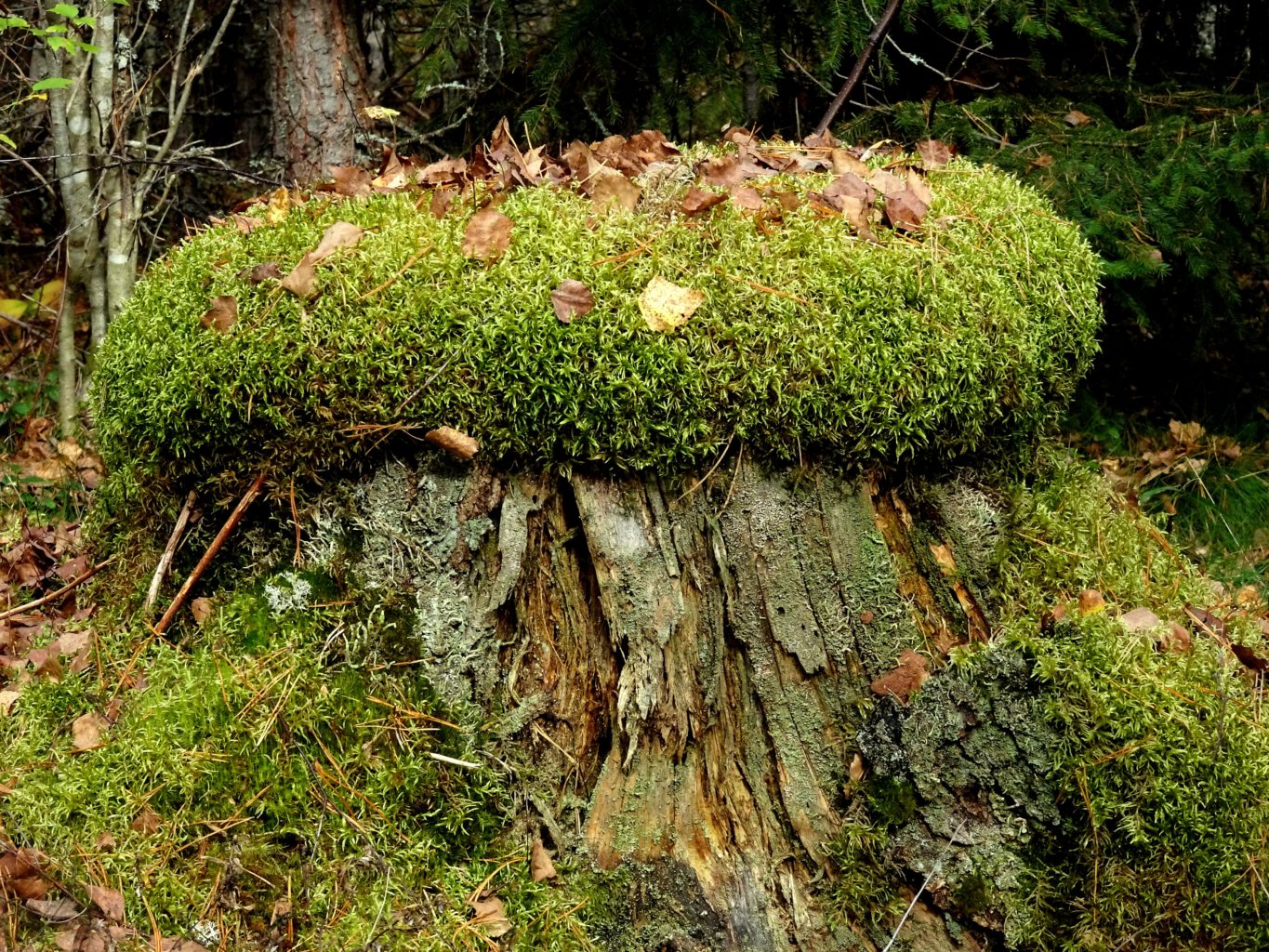 Valokuvaaja: Irja lehtinen