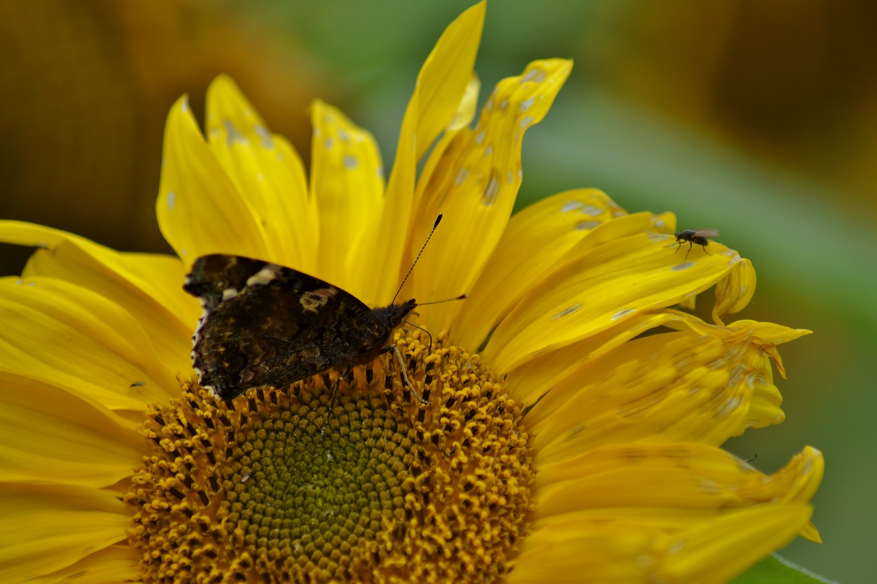 Valokuvaaja: Maarit Siitonen