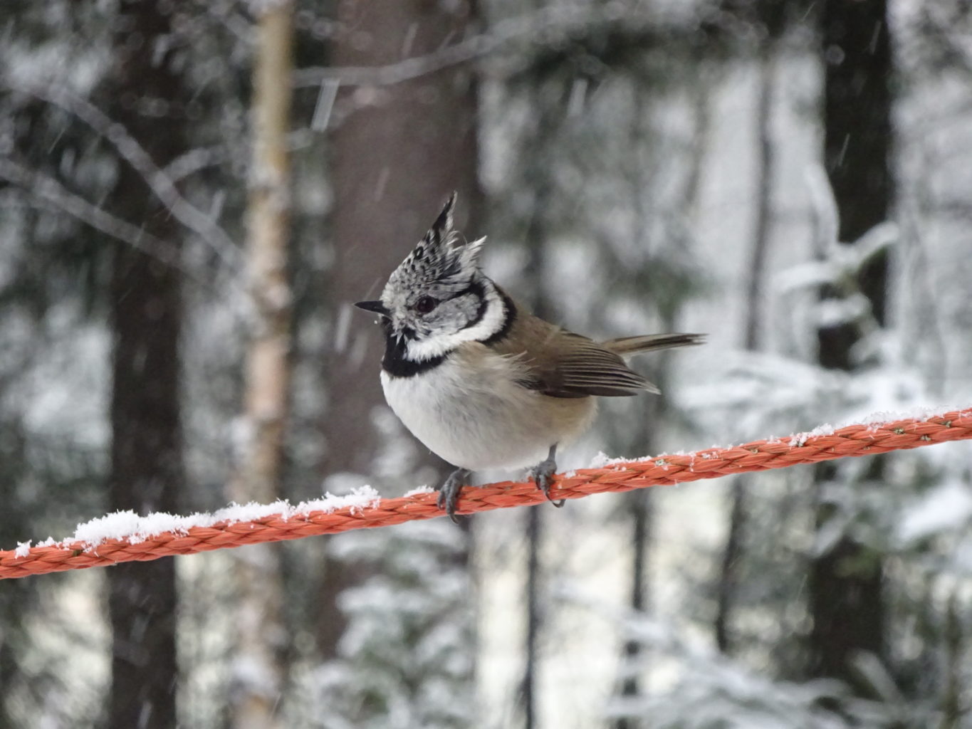 Valokuvaaja: Anja Mustamaa
