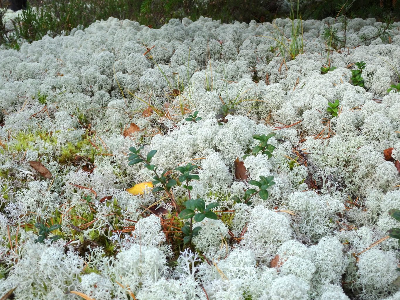 Valokuvaaja: Irja Lehtinen Valokuvaaja: Irja Lehtinen