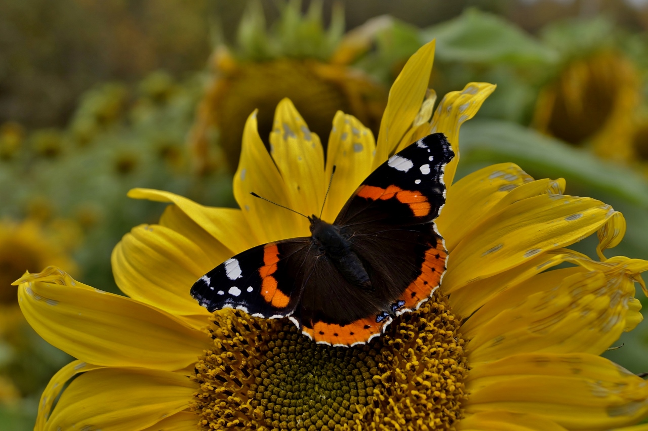 Valokuvaaja: Maarit Siitonen