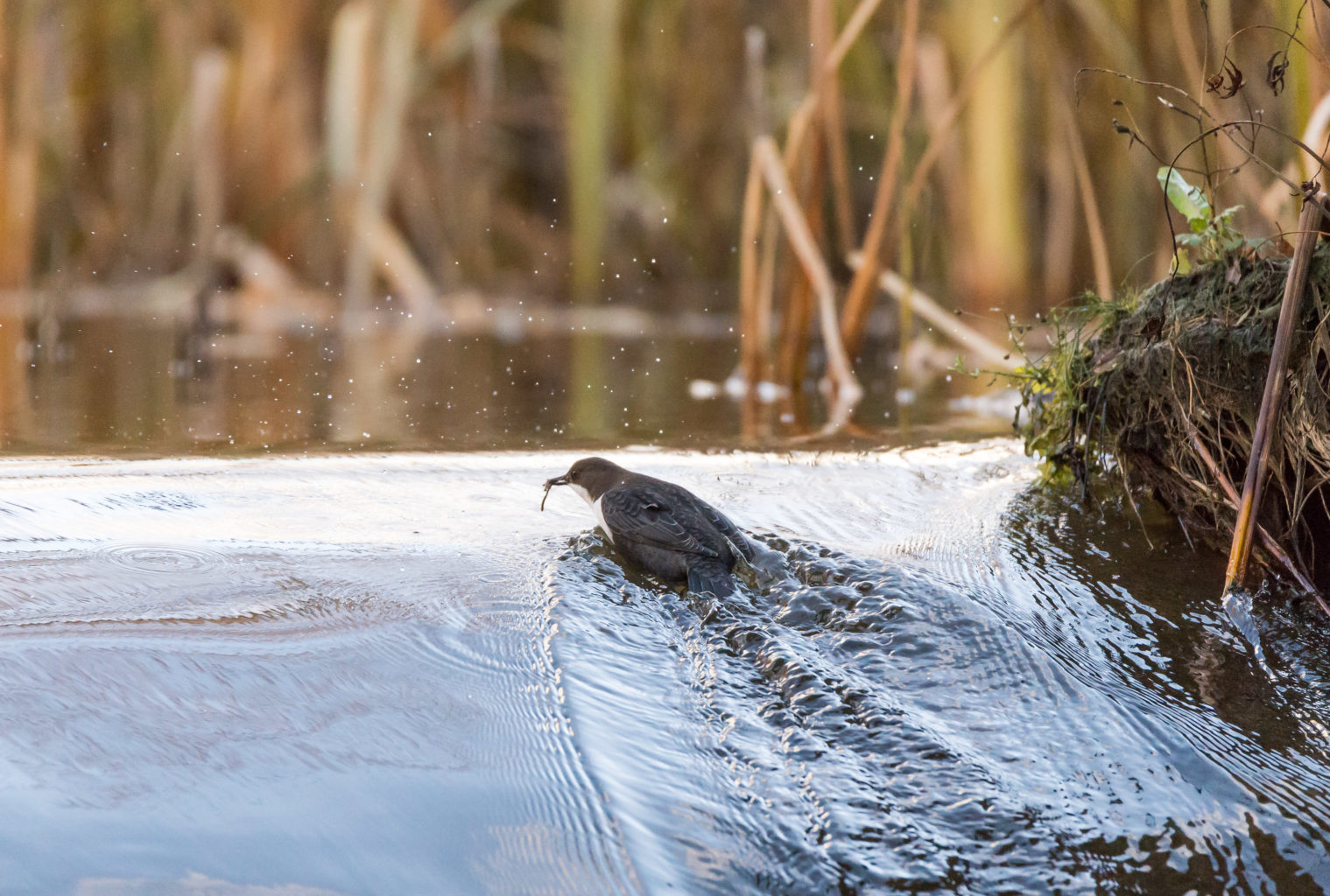 Valokuvaaja: Petri Kyllönen