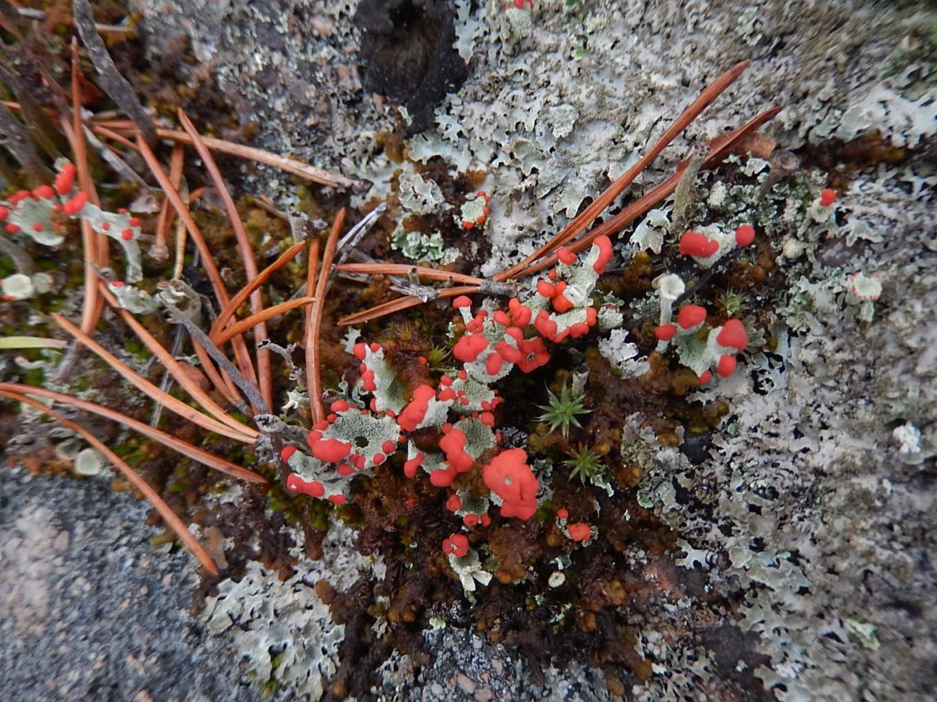 Valokuvaaja: Pirkko Siukonen