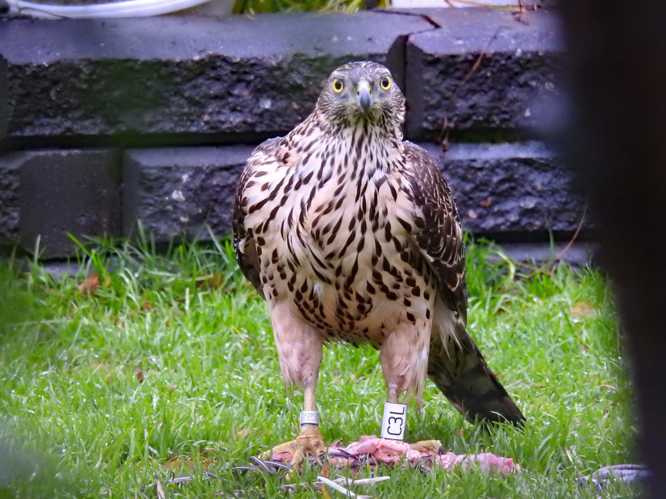 Valokuvaaja: Paavo Siukonen